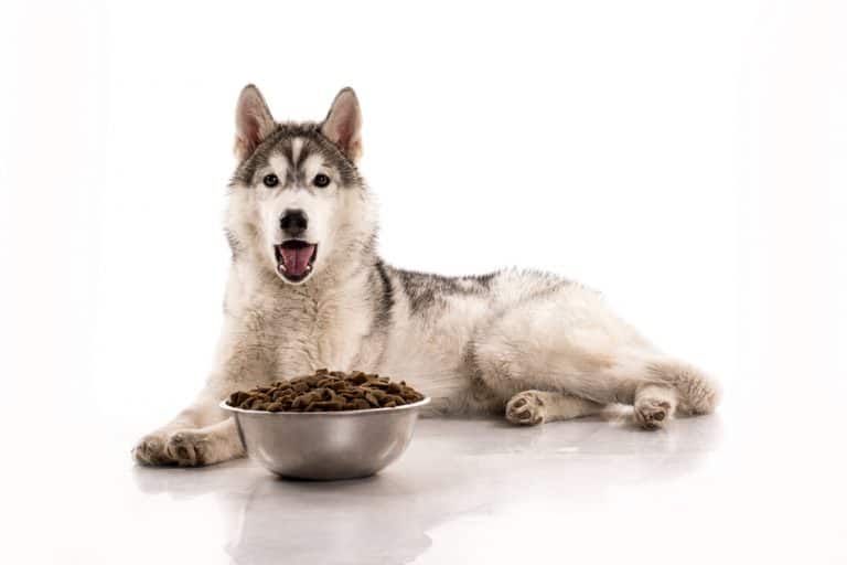 12 Best Dog Foods for Siberian Huskies 2023 (Premium & Budget) K9 