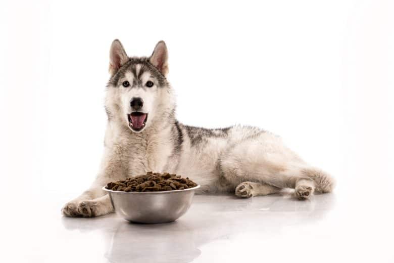 a happy Siberian Husky puppy with his bowl filled with dry food