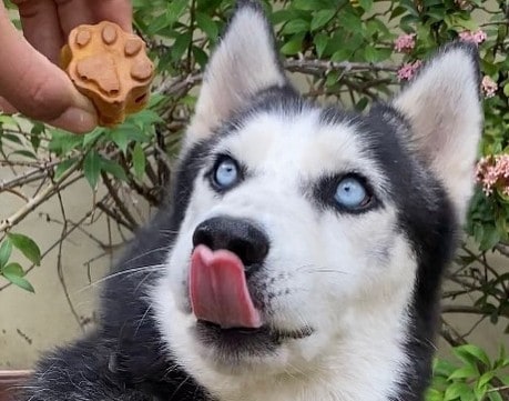 a Siberian Husky licking while looking up at a paw treat