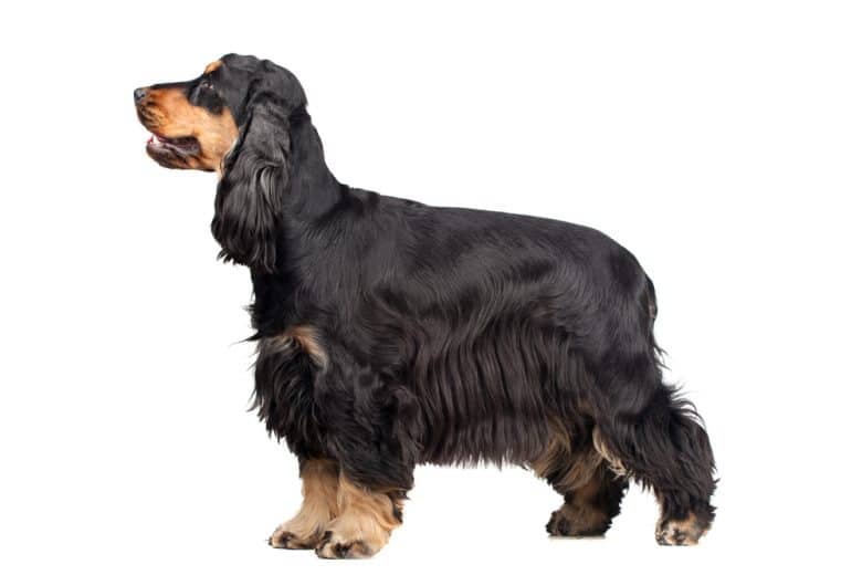 a tall English Cocker Spaniel standing