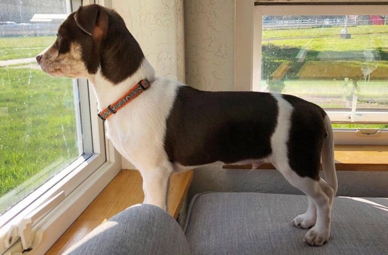 A Whippet Rat Terrier standing and looking outside