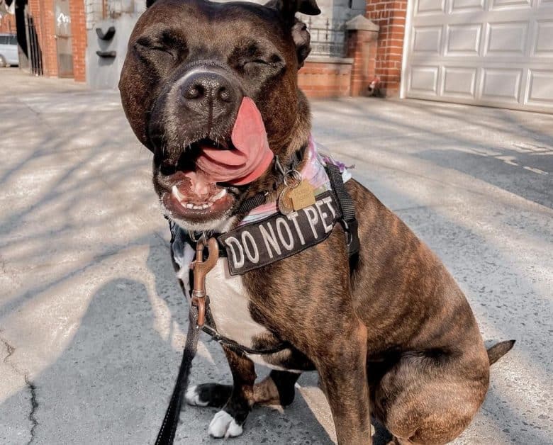 a perky Brindle Pittie sitting on pavement
