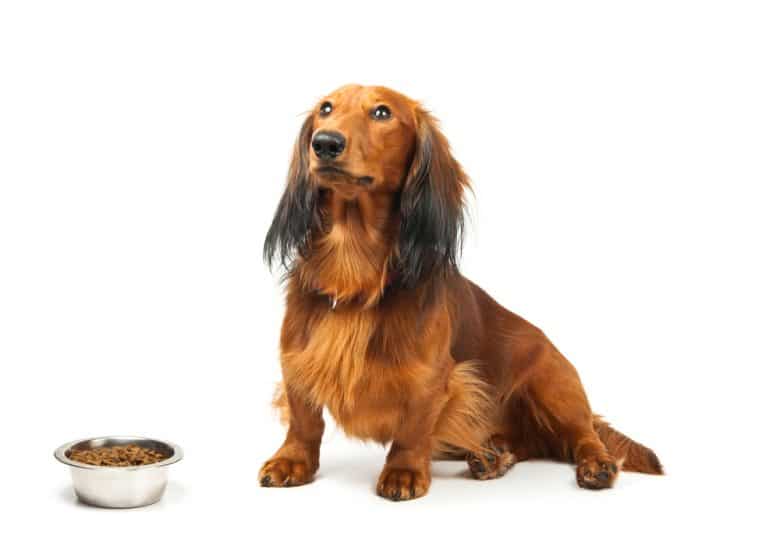 a Dachshund looking up and waiting to eat food