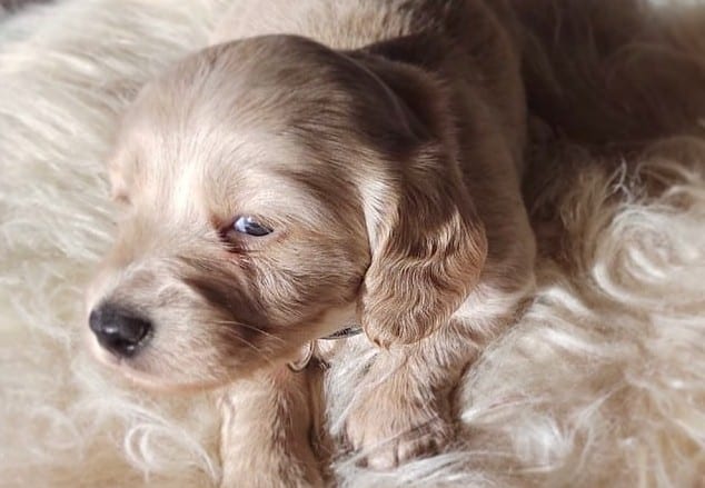 a fluffy Cream Dachshund puppy on a fluffy cream rug