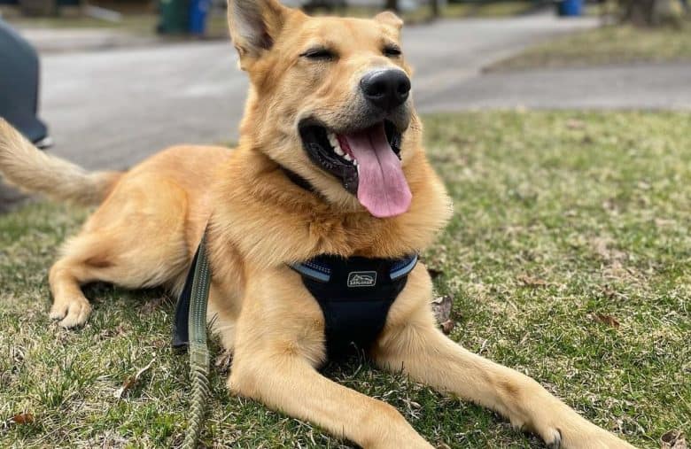 a Chinook laying outdoors happily