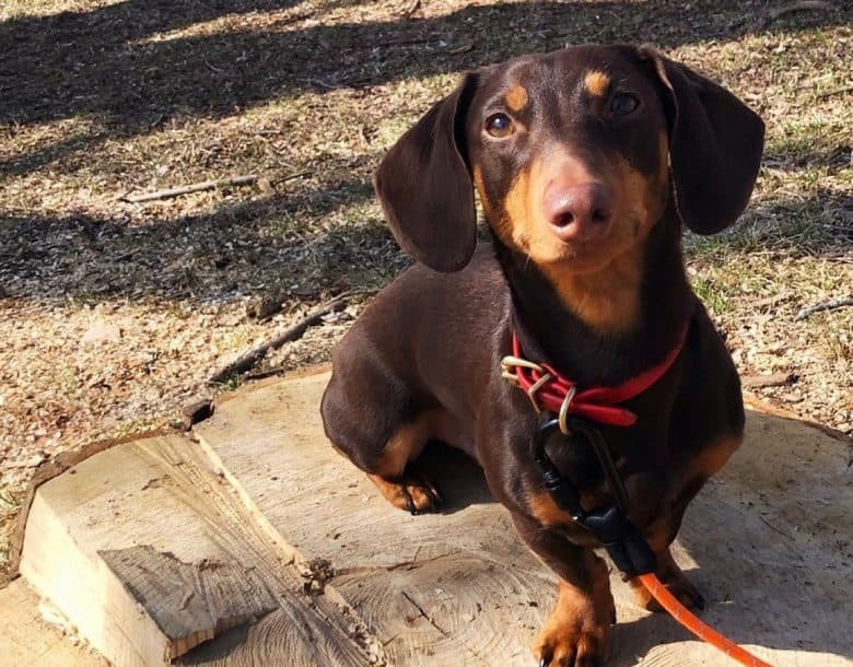 a Chocolate and Tan Doxie standing on a wooden plank