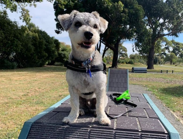 a Chonzer sitting on an agility beam