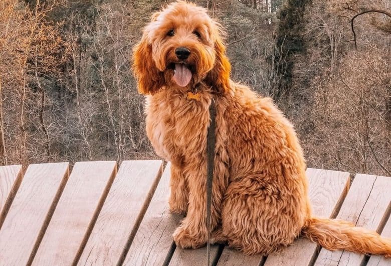 a happy Cockapoo sitting on wooden floor