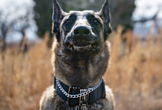 a marine corps retired dog happily relaxing outdoors