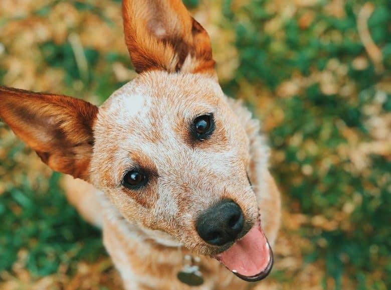 a close up picture of a cheery Red Heeler 
