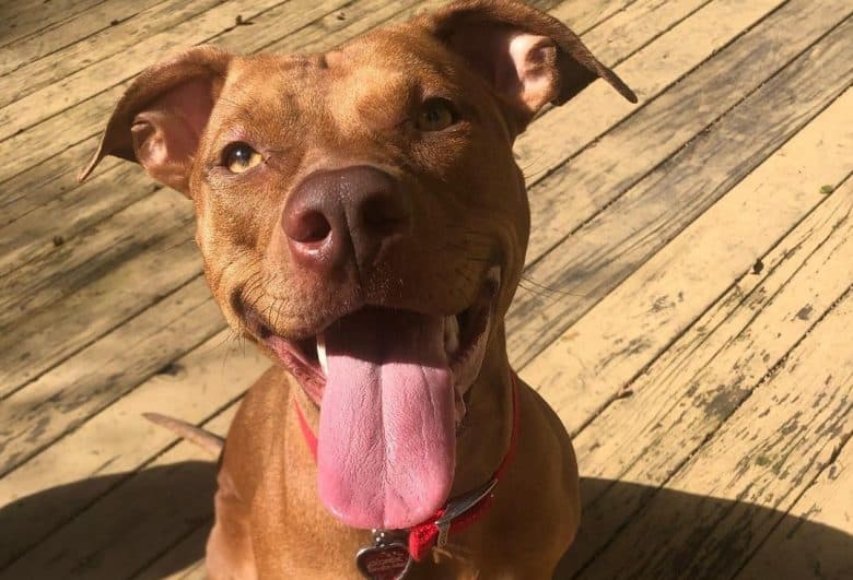 a jolly Red Nose Pitbull