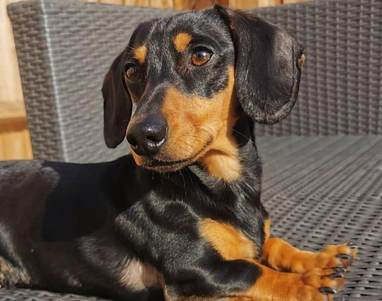 A Smooth-Haired Dachshund lounging on a woven chair