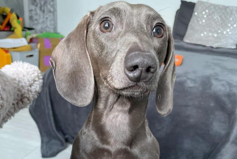 a shiny Blue Dachshund looking over