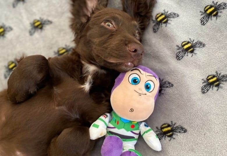 a brown Sprocker Spaniel happily laying with Buzz Lightyear
