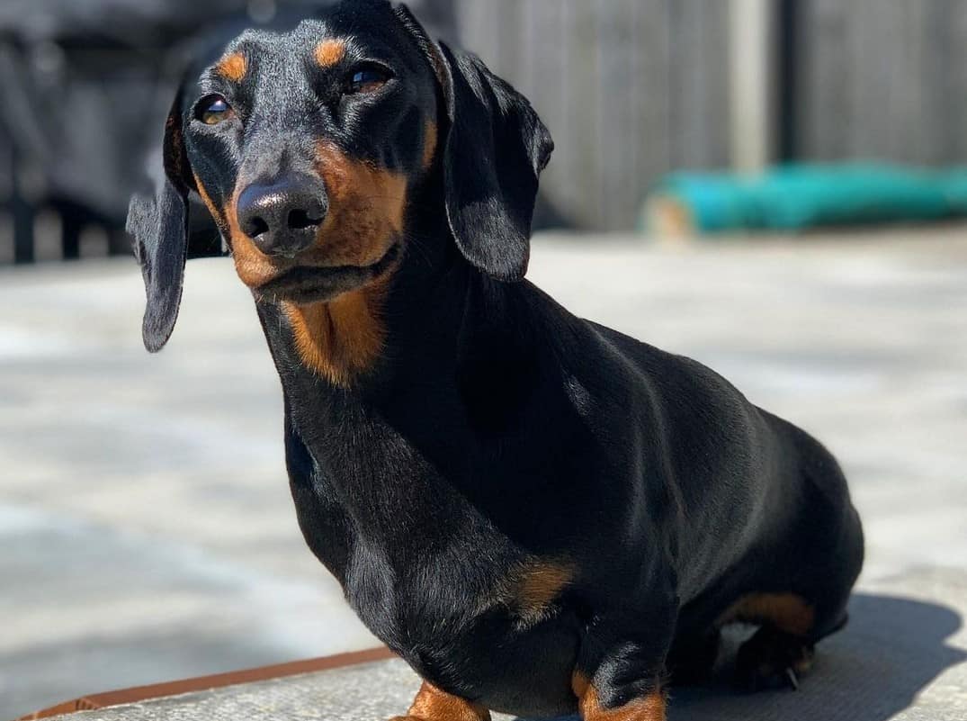 Dachshund Colors The Standard & Rare Doxie Coat Colors K9 Web