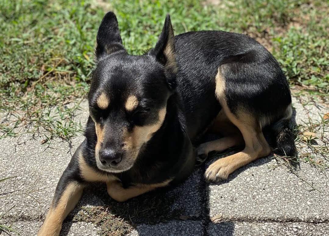 Rat Terrier Mixes 20 Different Rattie Crossbreeds K9 