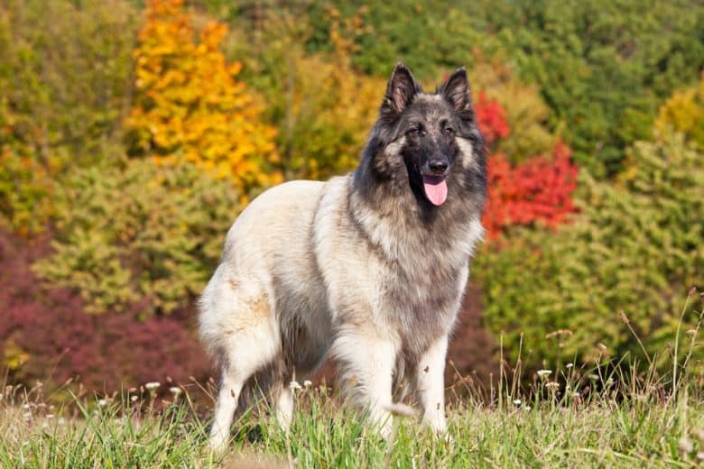 a Belgian Shepherd Tervuren standing on grassfield