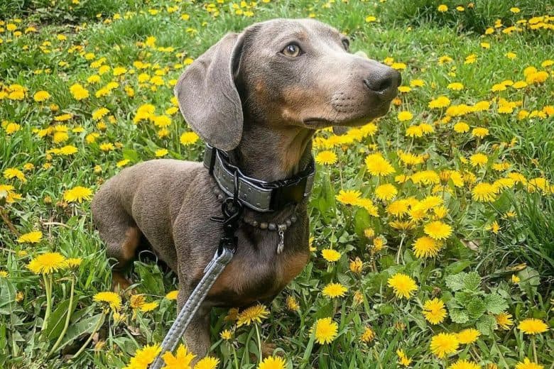 a Blue Dachshund standing on the middle of a flower field