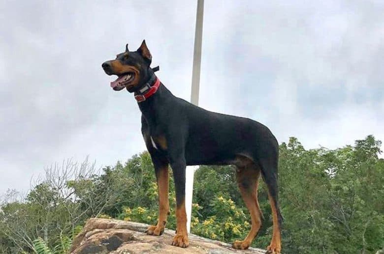 a Military Doberman standing under a flag pole with American Flag
