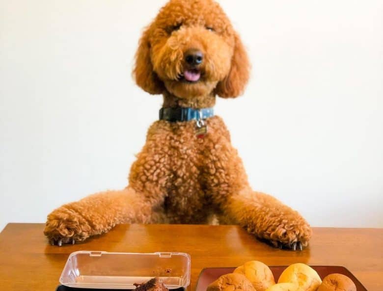 a brown Goldendoodle happily waiting for dinner