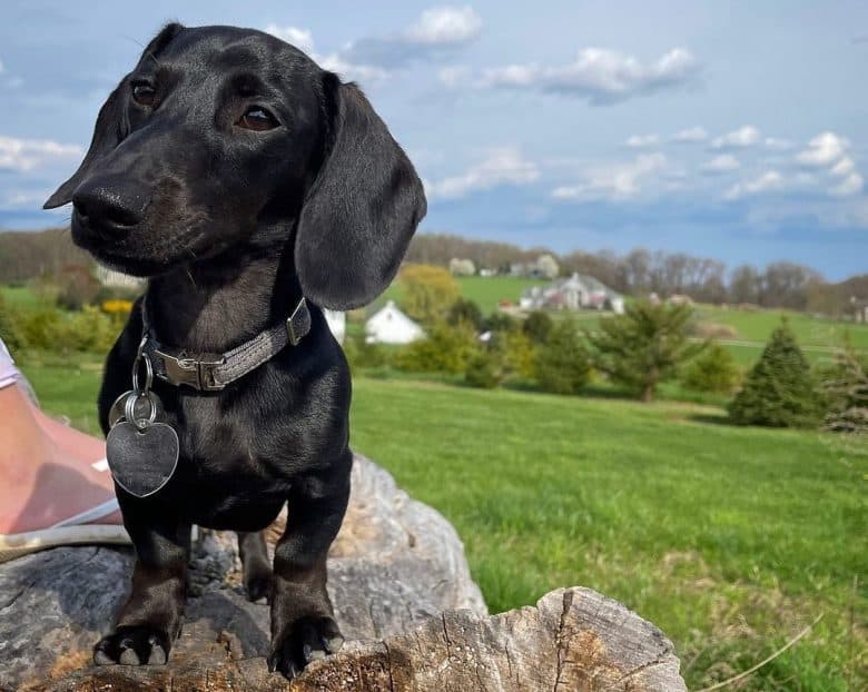 a shiny Black Doxie standing adorably on the tree trunk