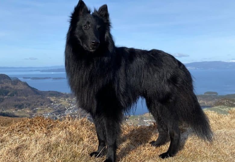 a Groenendael with long black coat standing outdoors