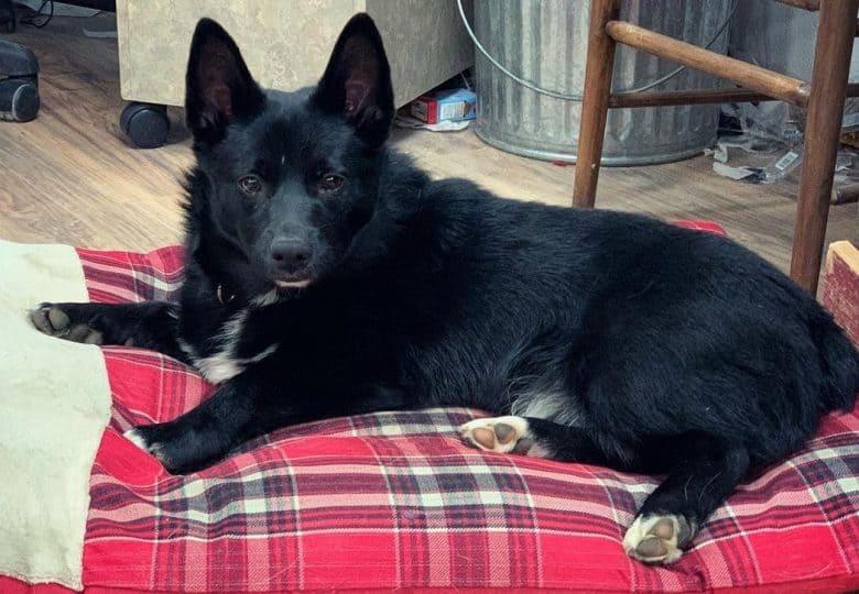 a Corgiship laying on a soft cushion