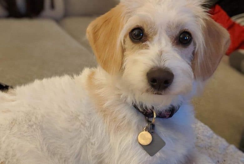 Beagle deals bichon mix