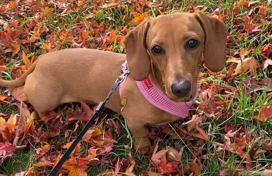 Dachshund Colors The Standard & Rare Doxie Coat Colors K9 