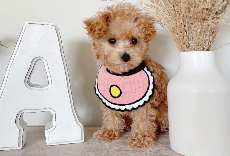 a charming Teacup Poodle with a pink bib