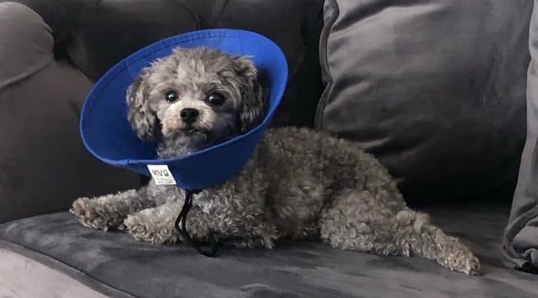 un Caniche de tasse de thé sur un canapé portant un cône bleu
