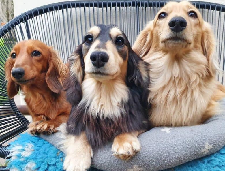Three Doxies sitting on a long chair while looking up