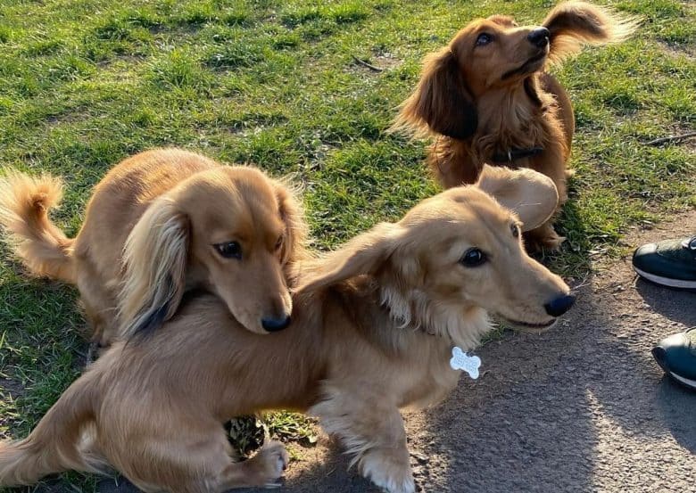Three Long-Haired Dachshunds playing on the park