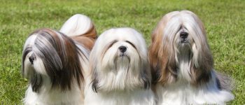 Three purebred Lhasa Apso casually laying on a field