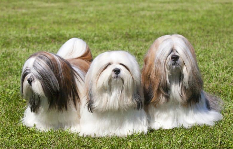 Three purebred Lhasa Apso casually laying on a field