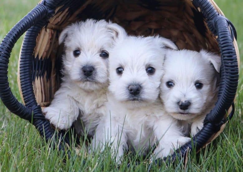Three lovely Westie puppies in a basket