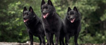 Three happy Schipperke standing outdoors