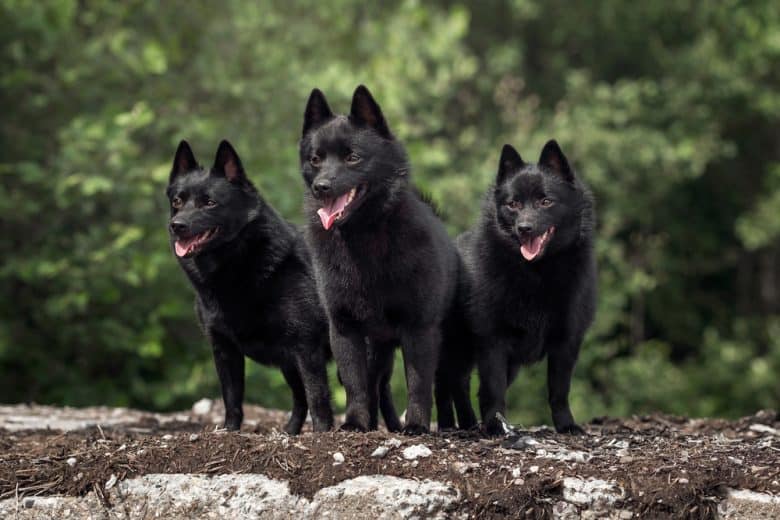 Three happy Schipperke standing outdoors