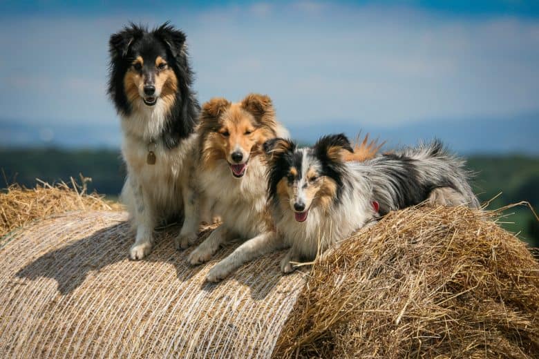 A tri-color Shetland Sheepdog smiling