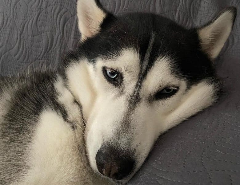 a black and white Siberian Husky looking sad