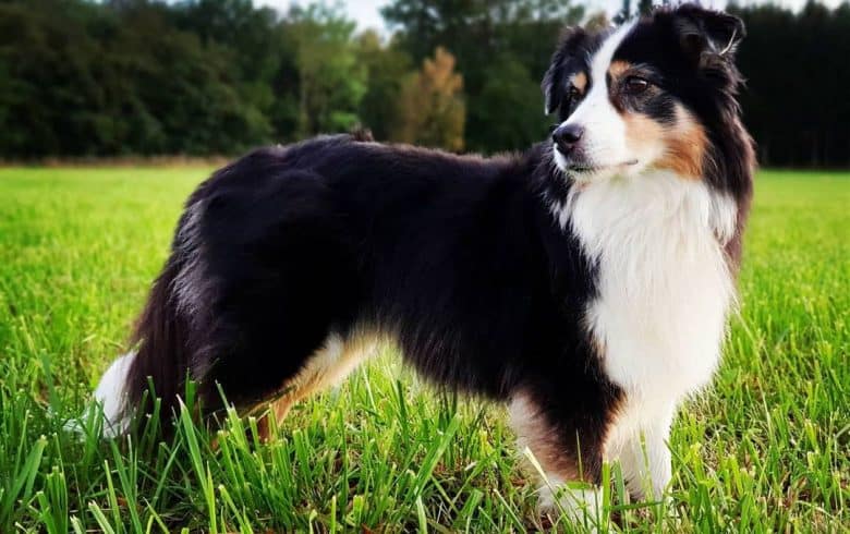 Senior tri-colored Australian Shepherd dog standing on the grass