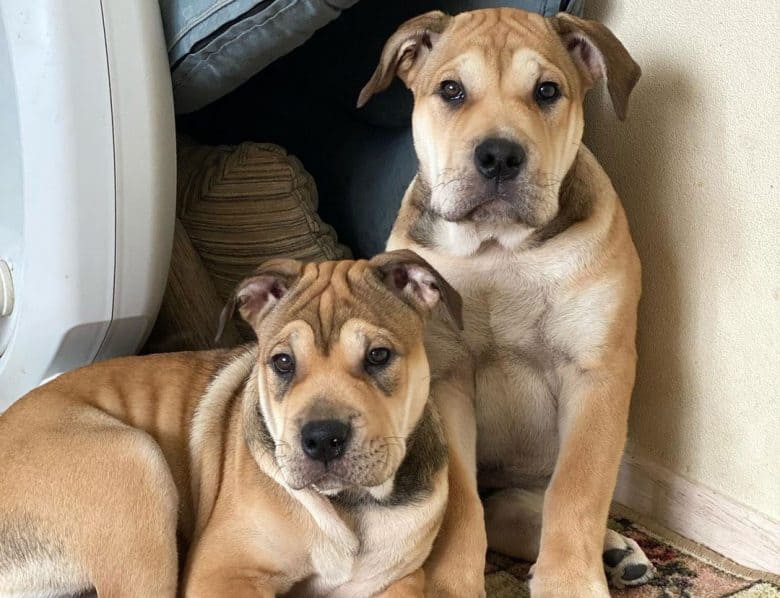 Two adult Ca de Bou dogs