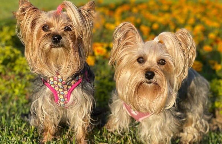 Two captivating Yorkshire Terrier on a flower garden
