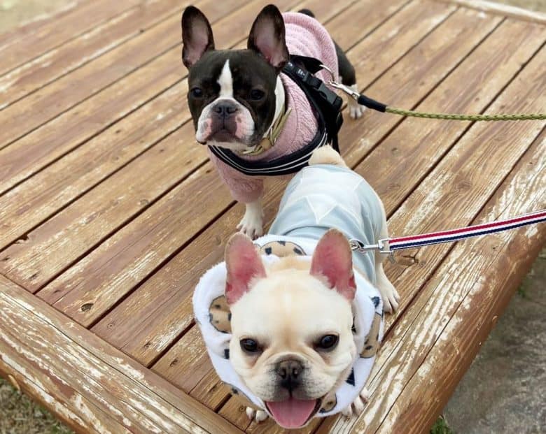Two French Bulldogs ready for a walk