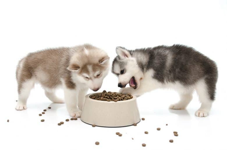 Two Siberian Husky eating puppy food