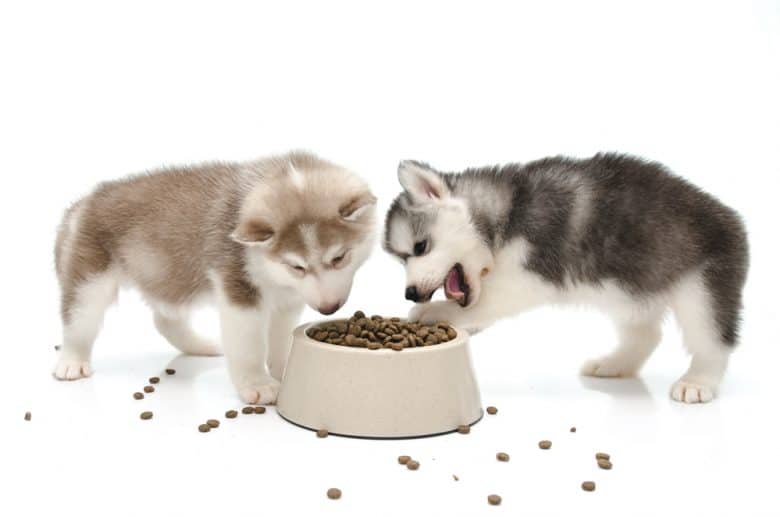 12 Best Dog Foods for Siberian Huskies 2023 Premium Budget K9 Web