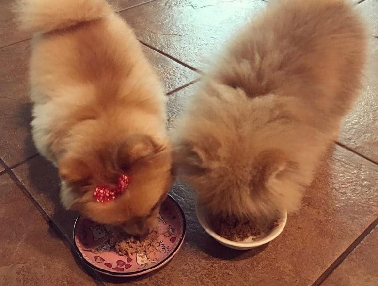 Two Pomeranian puppies eating meal together