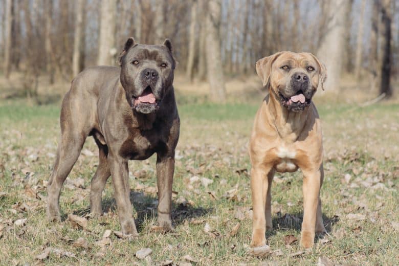 a chocolate and brown Cane Corso dogs outdoors