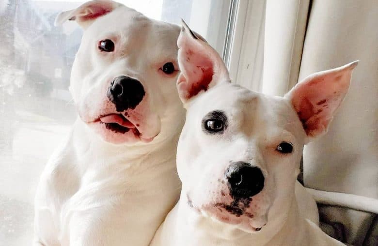 two White American Staffordshire Terrier dogs lounging 