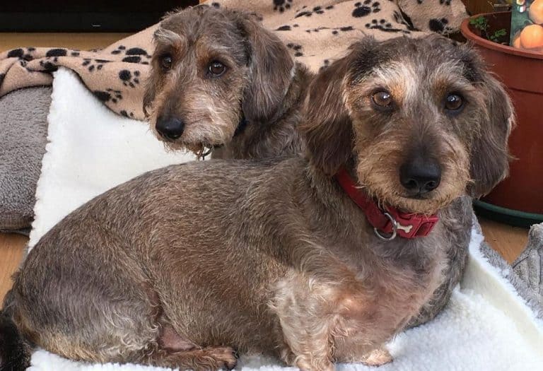 Dachshund Colors The Standard & Rare Doxie Coat Colors K9 